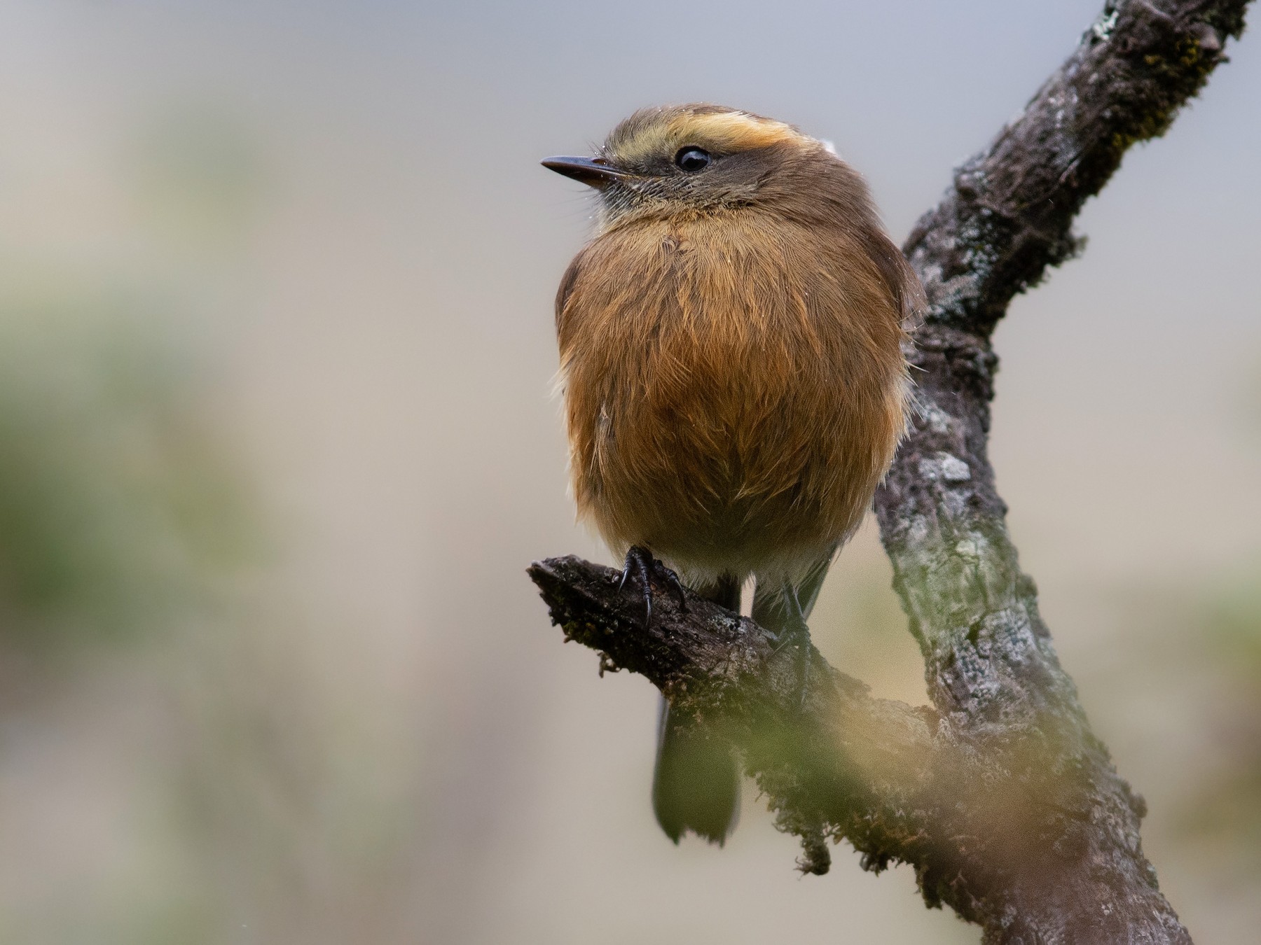 Brown-backed Chat-Tyrant - Alex Luna