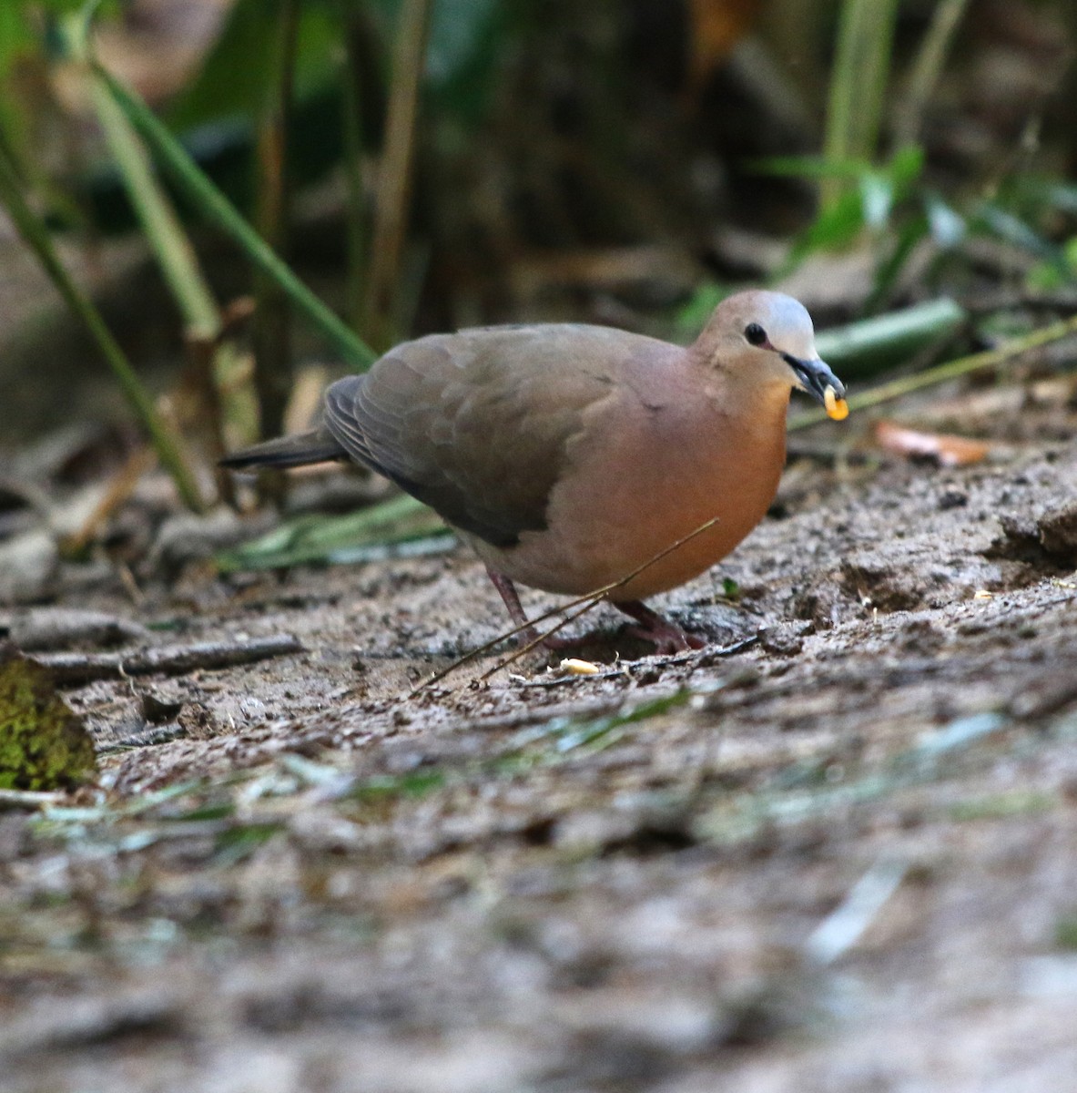 Gray-fronted Dove - ML484317981