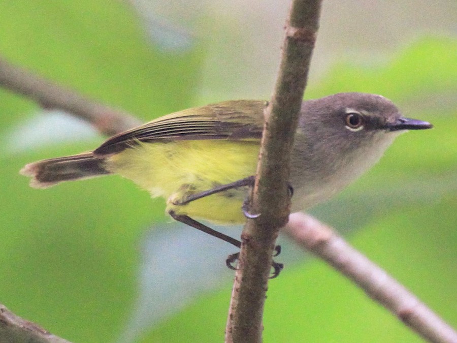 Rennell Gerygone - eBird