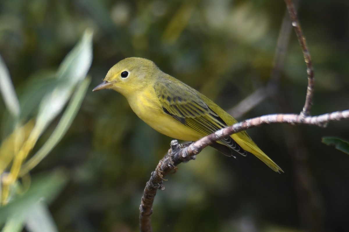 Yellow Warbler - Colin Dillingham