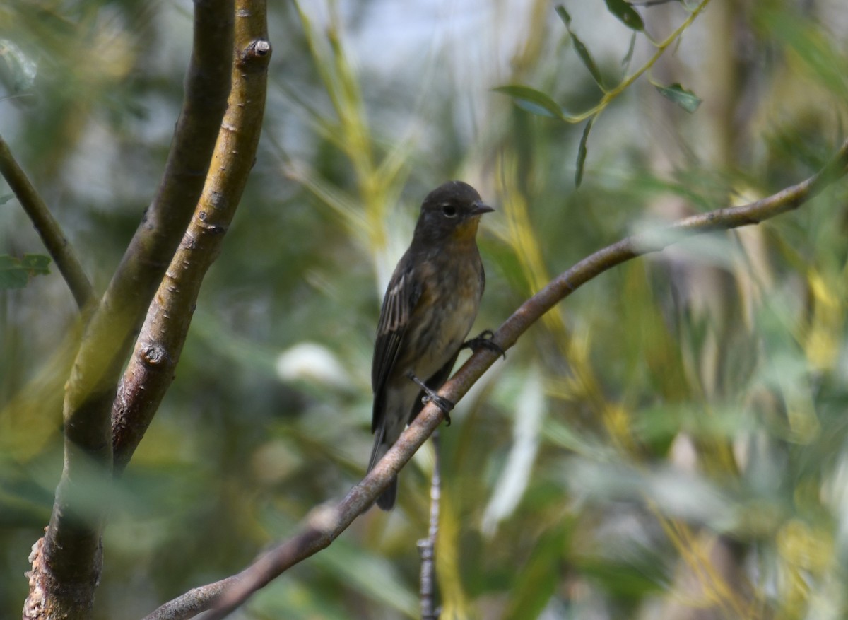 Yellow-rumped Warbler (Audubon's) - ML484324711