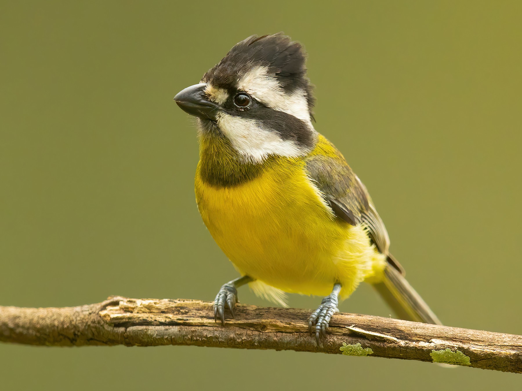 crested-shriketit-eastern-ebird