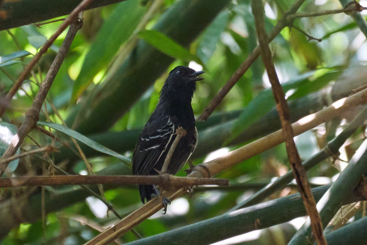 White-lined Antbird - ML484333391