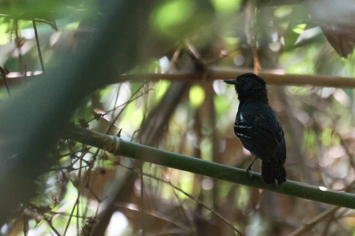 White-lined Antbird - ML484333401