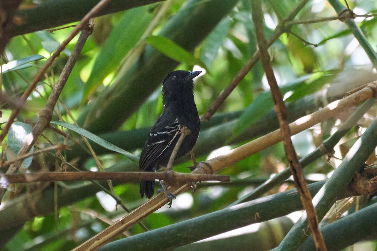 White-lined Antbird - ML484333411