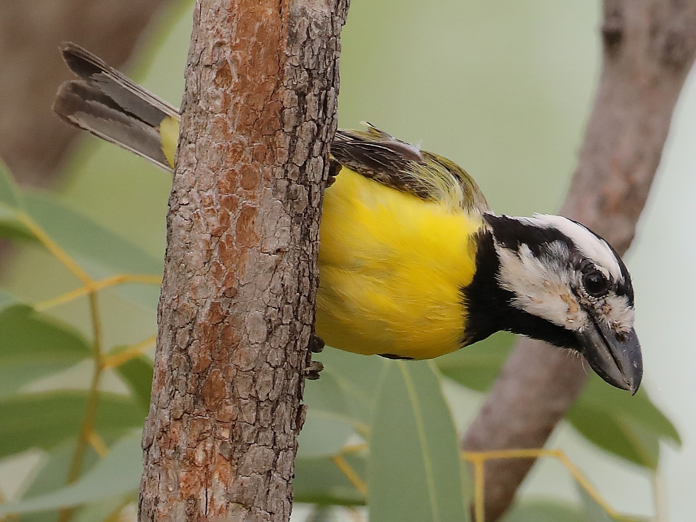 northern-shriketit-ebird