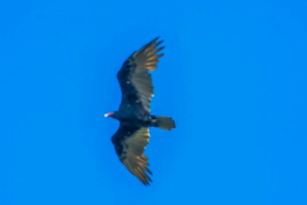 Turkey Vulture - ML484335541