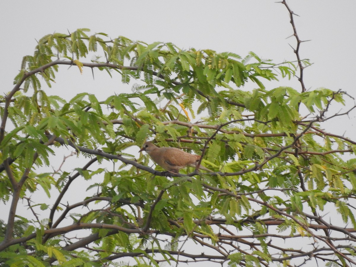 Red Collared-Dove - ML484335821