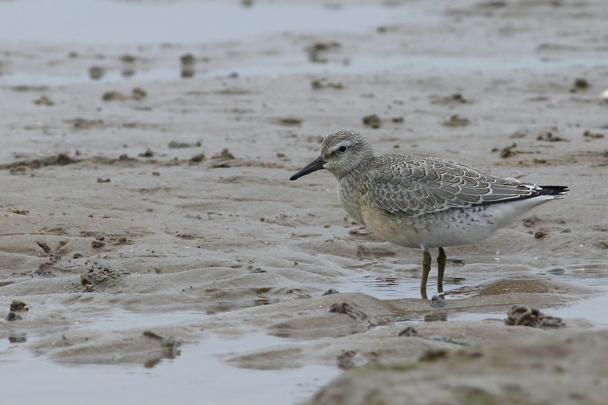 Red Knot - ML484338101