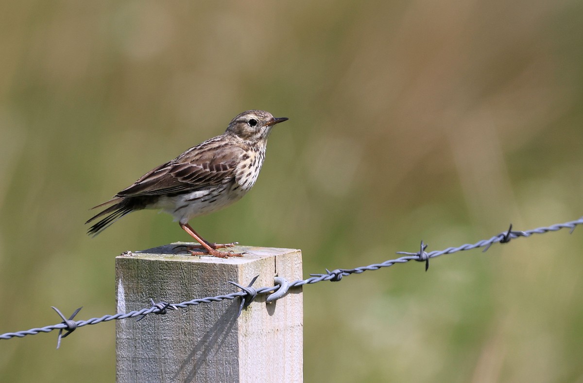 Meadow Pipit - ML484341221