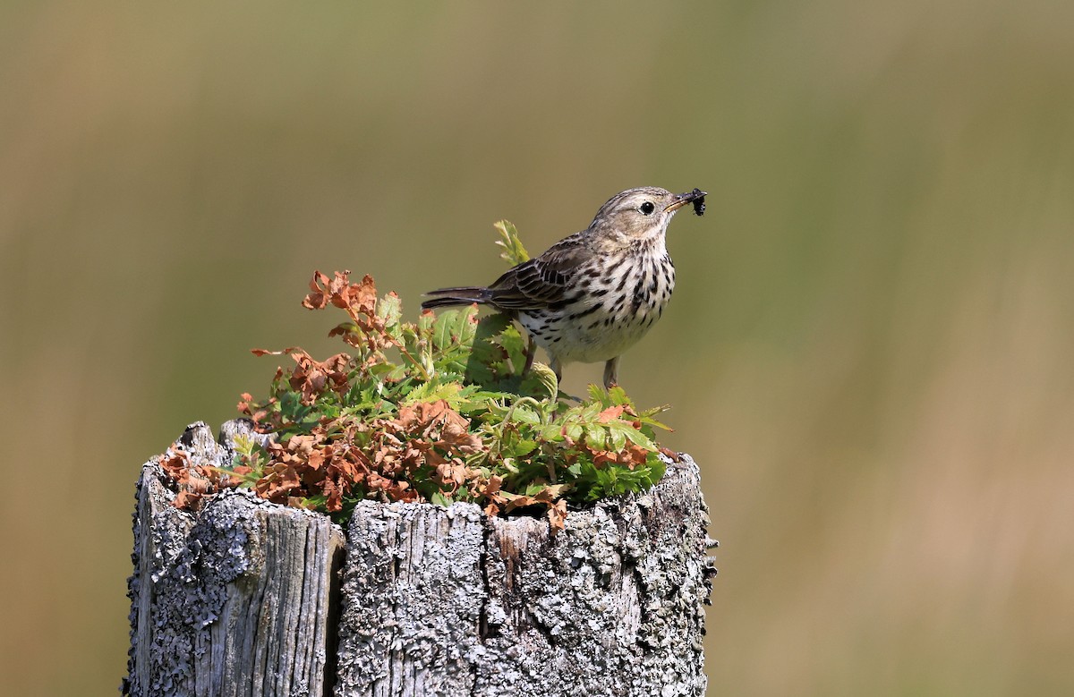 Meadow Pipit - ML484341231