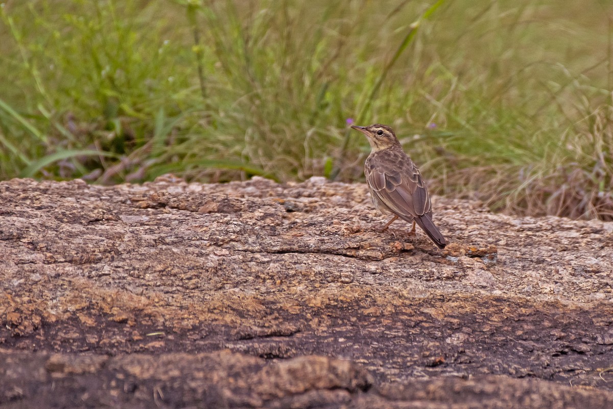 Long-billed Pipit (Indian) - ML484341861