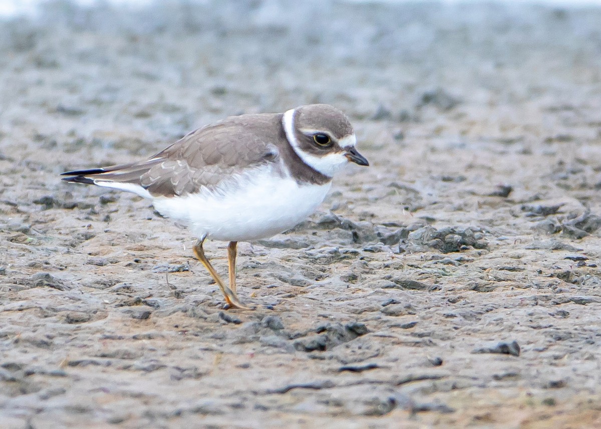 Semipalmated Plover - ML484346721