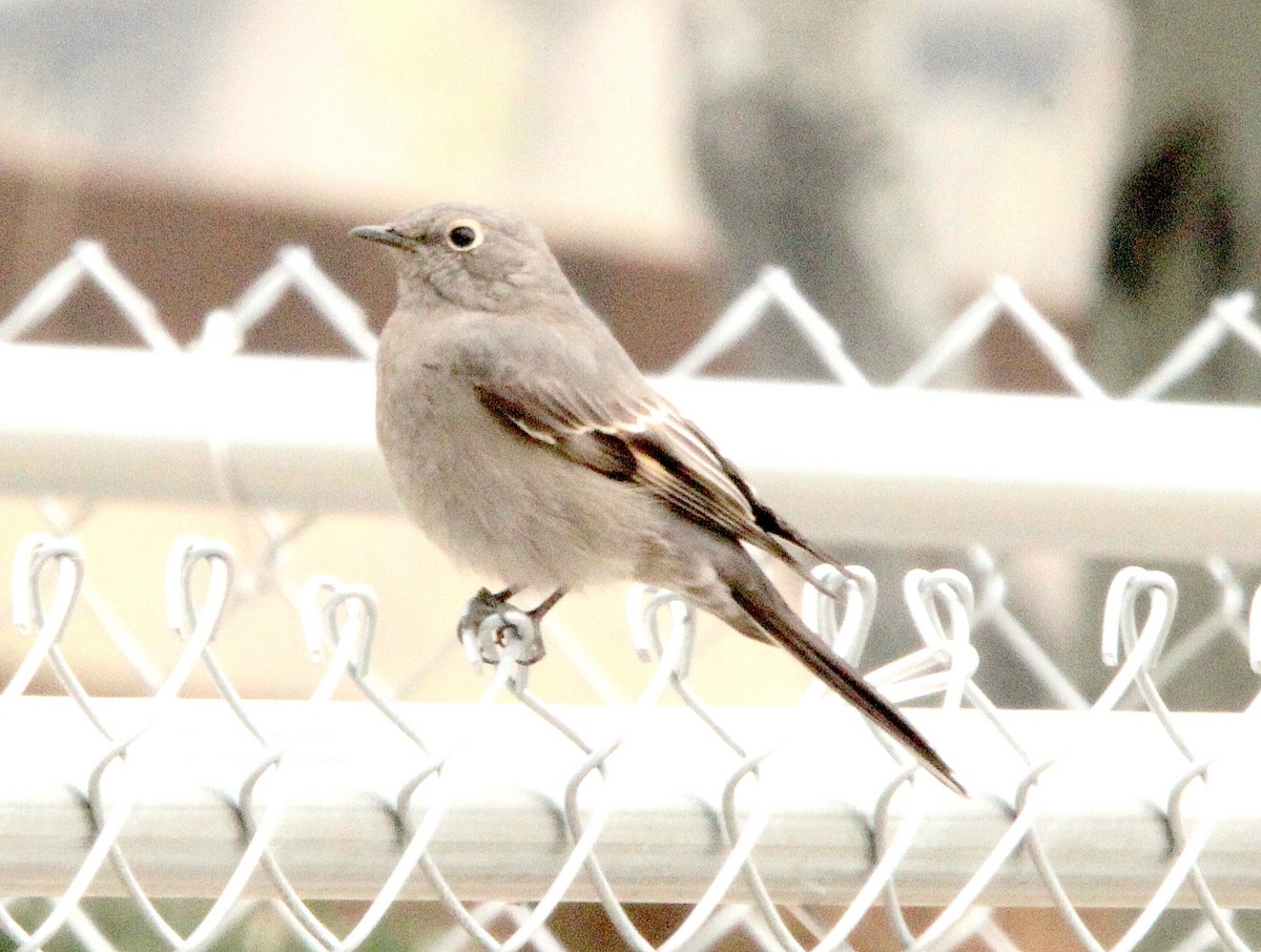 Townsend's Solitaire - ML484347501