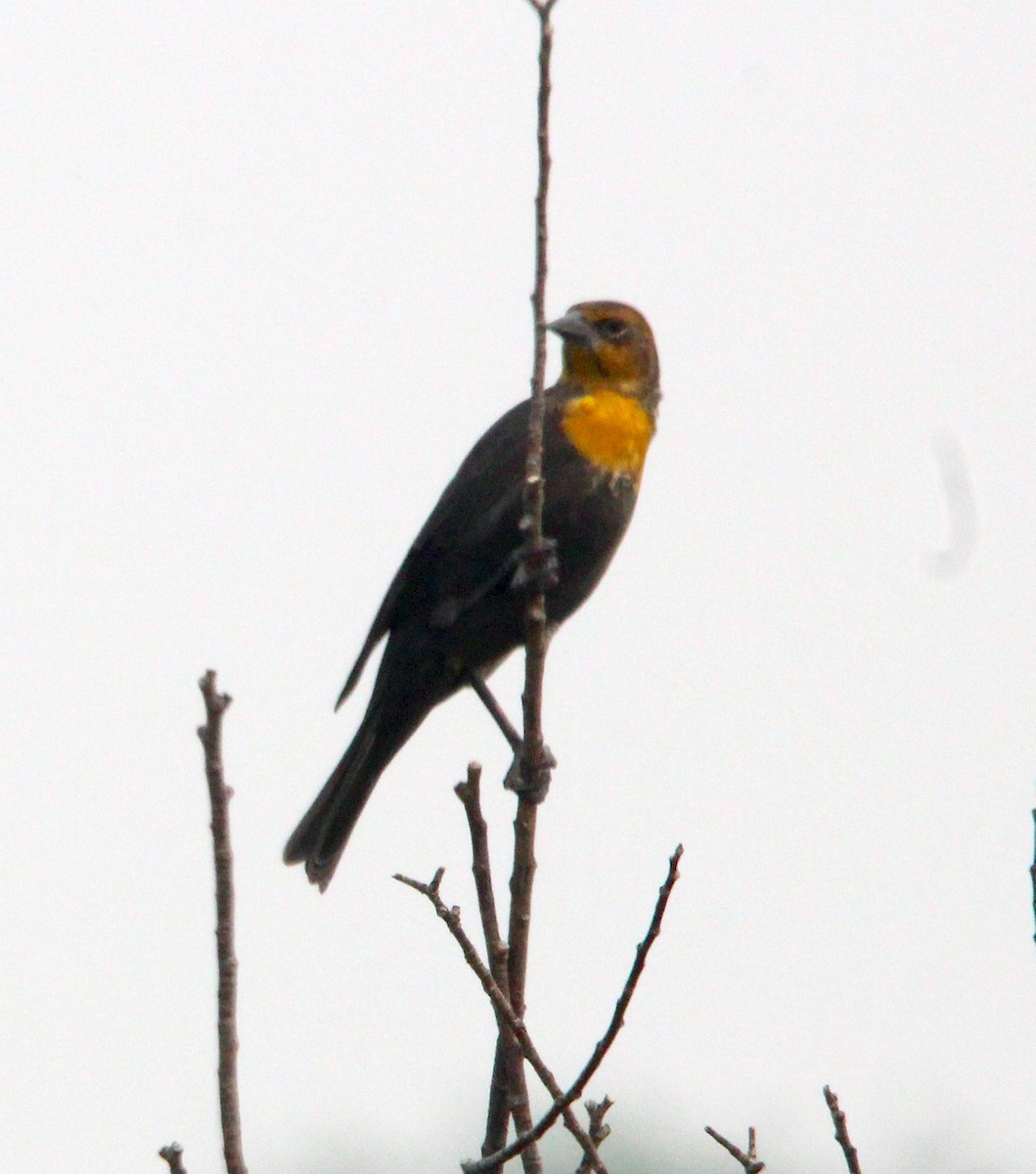 Yellow-headed Blackbird - ML484347871