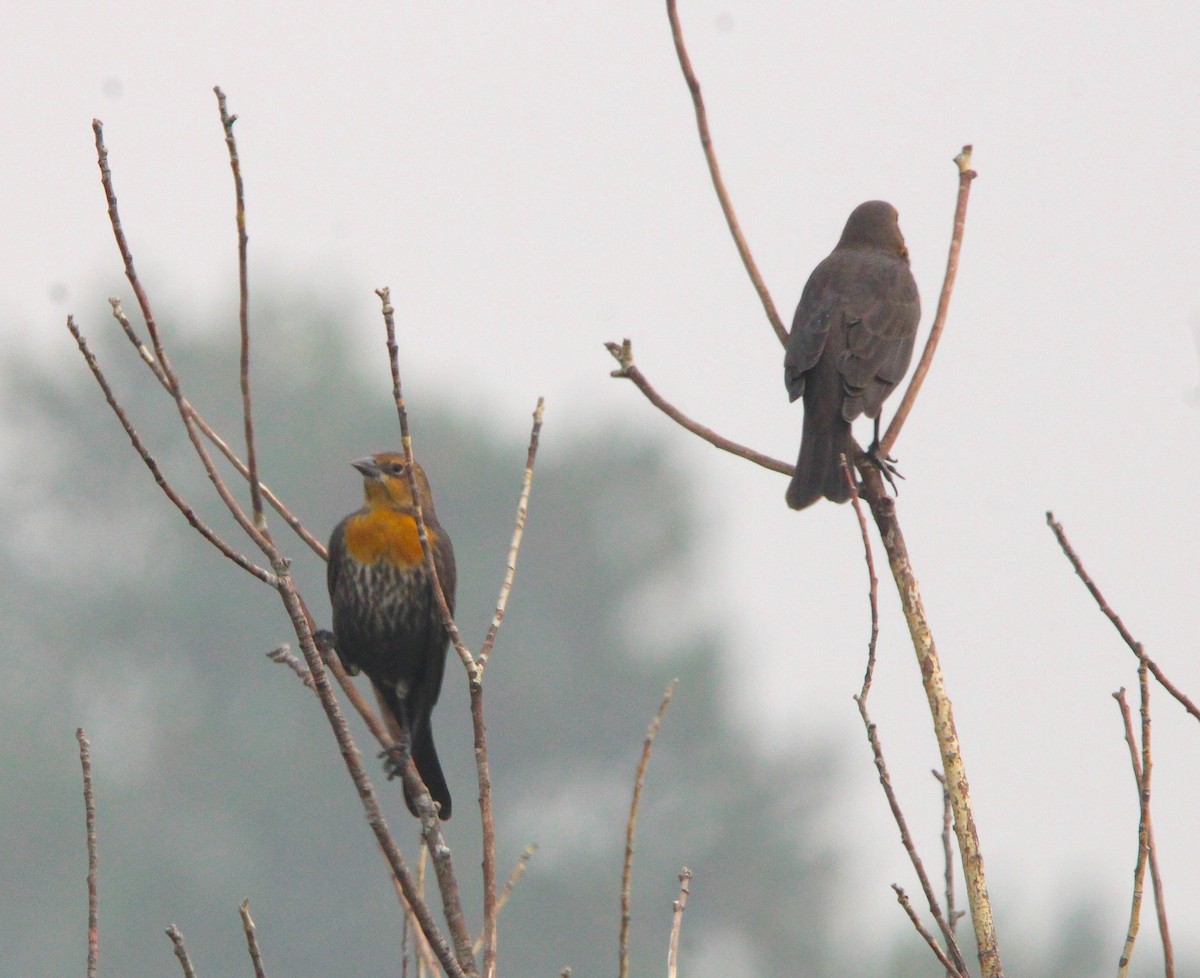 Yellow-headed Blackbird - ML484347881