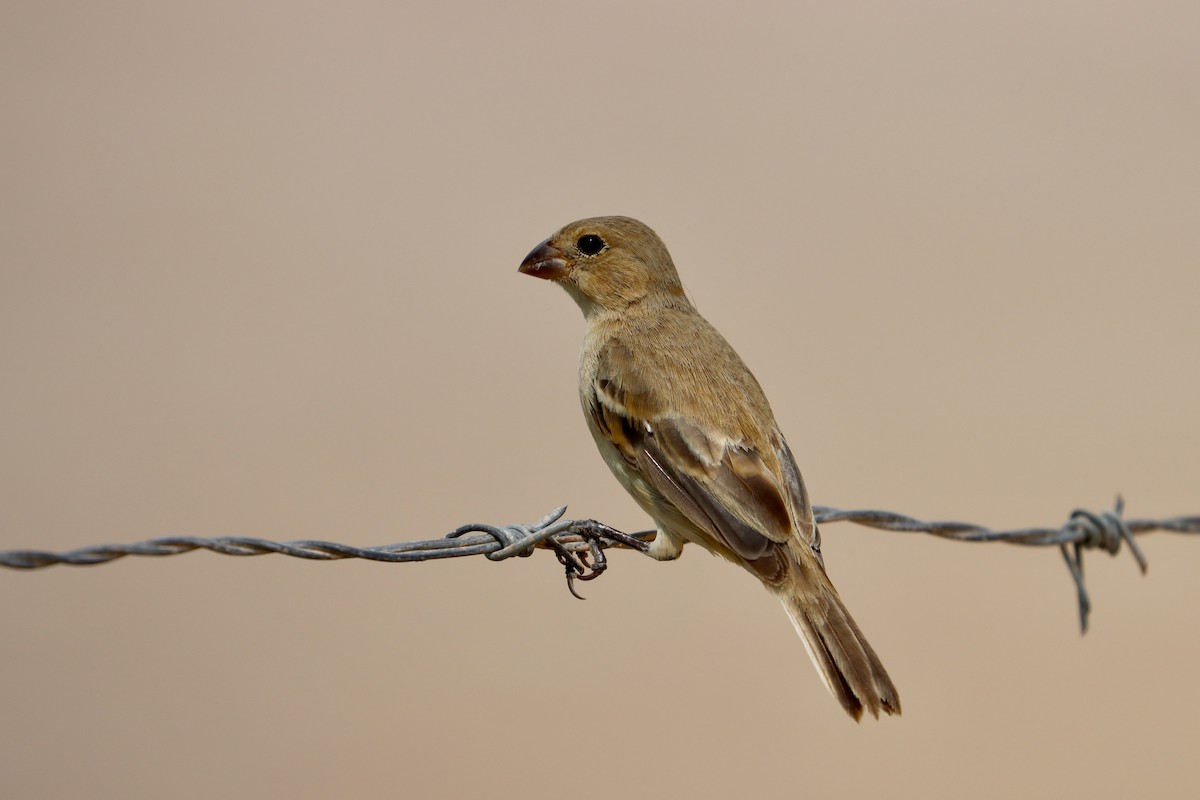 Ruddy-breasted Seedeater - ML484353371