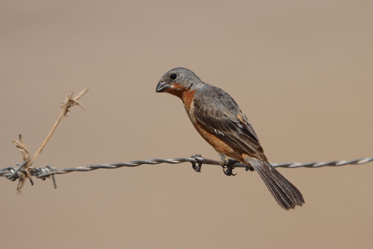 Ruddy-breasted Seedeater - ML484353831