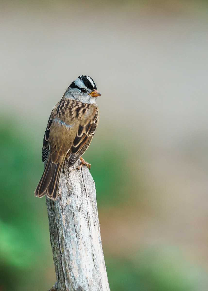 White-crowned Sparrow - ML484357361