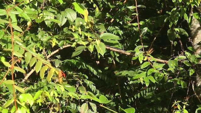 Orange-bellied Flowerpecker - ML484359
