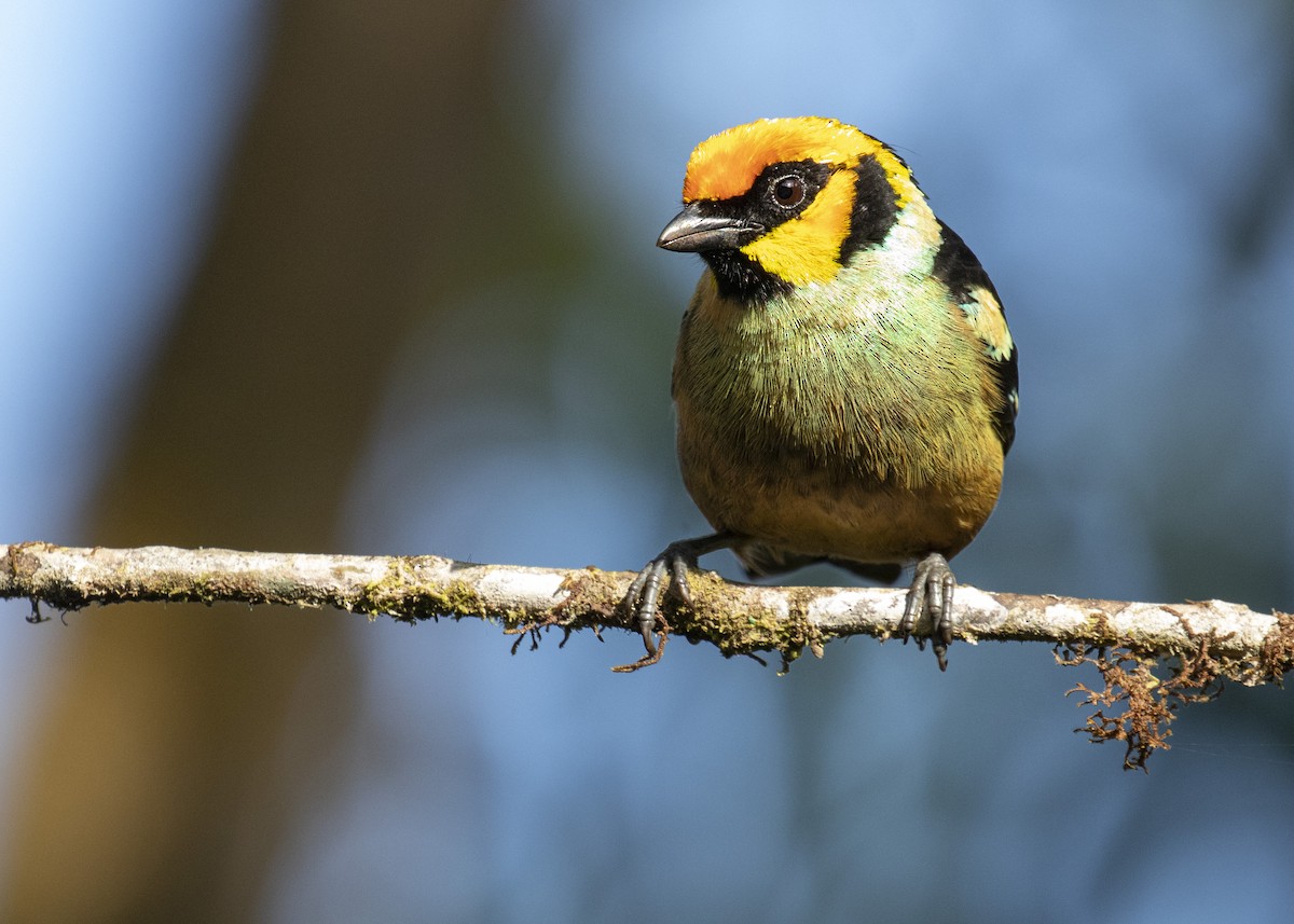 Flame-faced Tanager - ML484359461