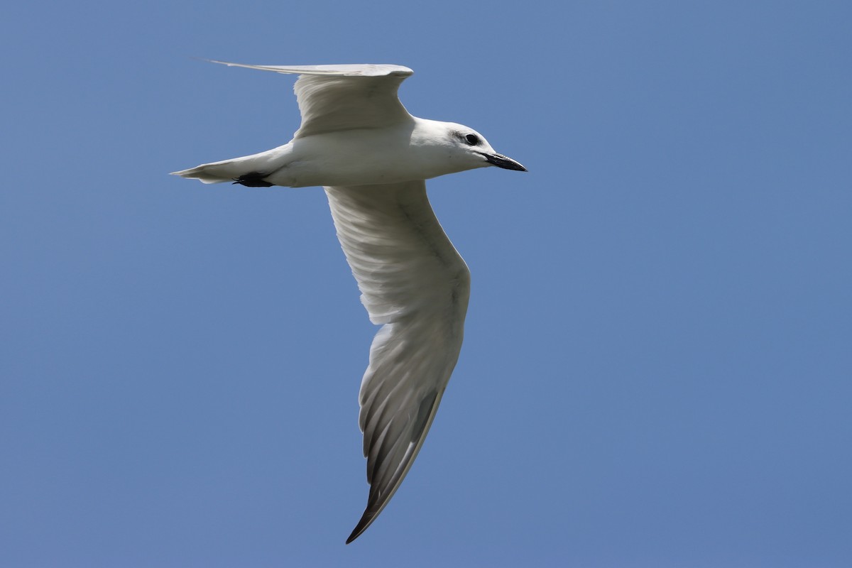 Gull-billed Tern - John van Dort