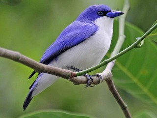 Comoros Blue Vanga - Cyanolanius comorensis - Birds of the World