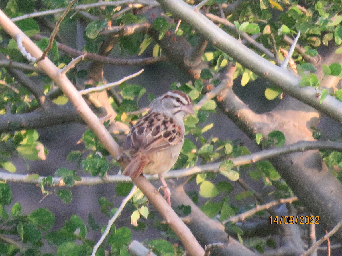 Cinnamon-tailed Sparrow - ML484372051
