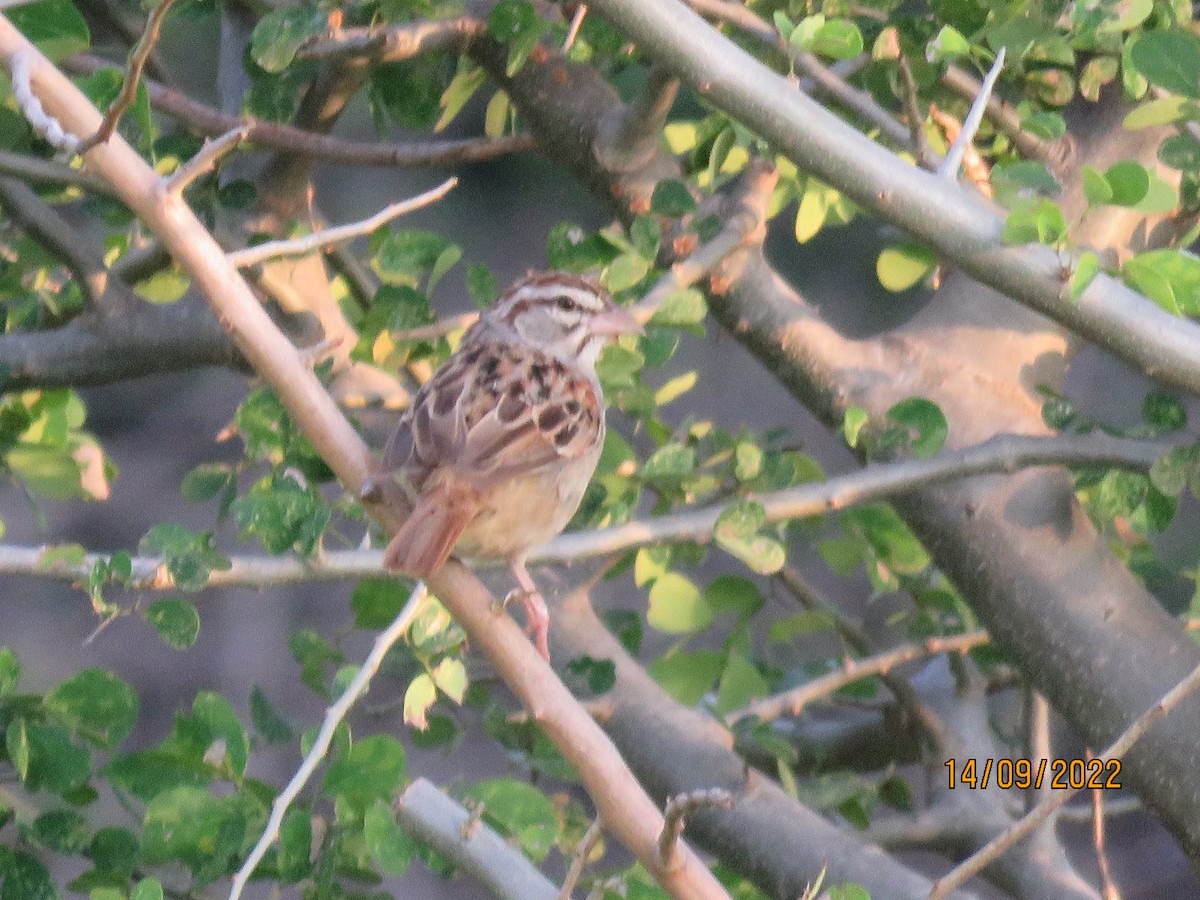 Cinnamon-tailed Sparrow - ML484372131