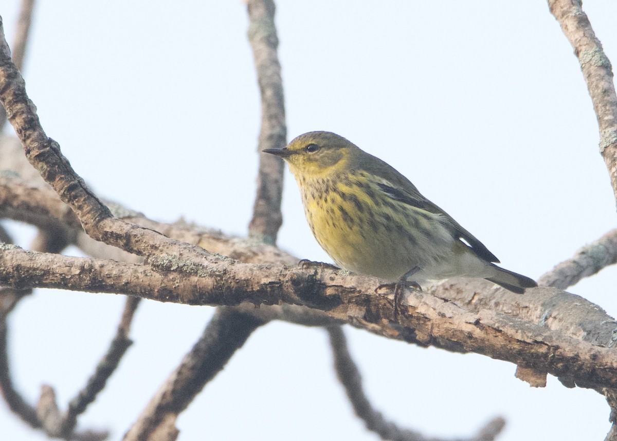Cape May Warbler - ML484377411