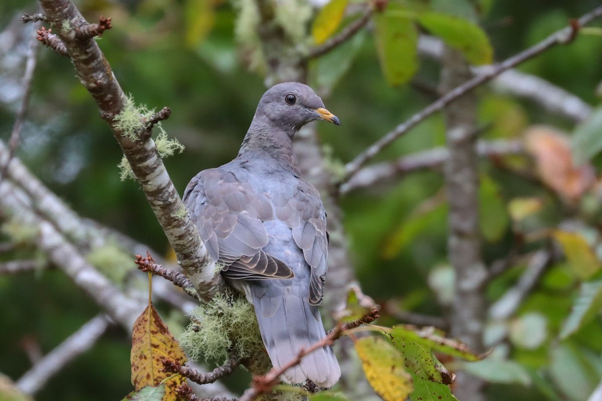 Band-tailed Pigeon - ML484379531