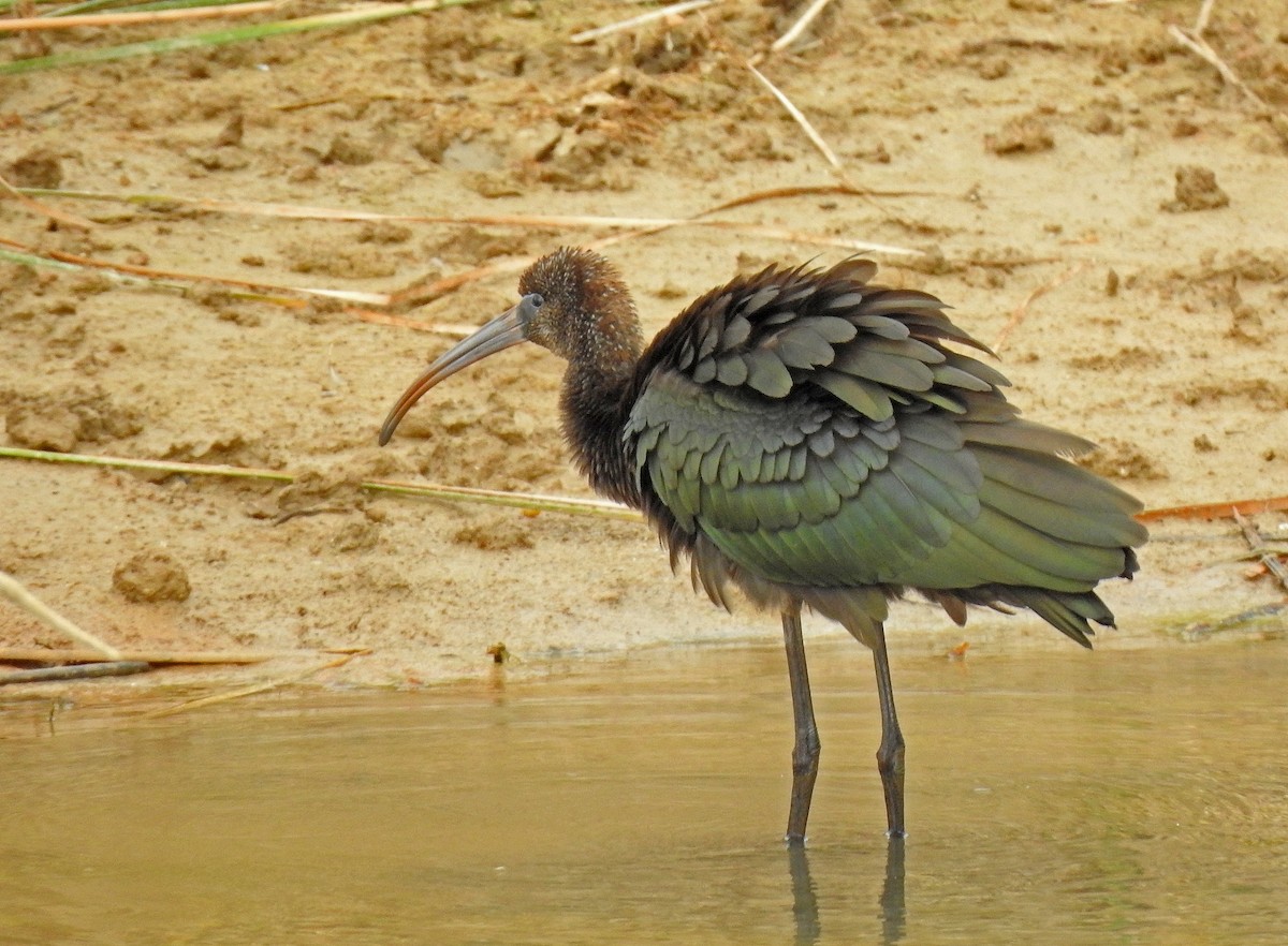 Glossy Ibis - Javier Robres