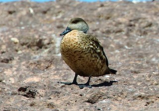 Crested Duck, ML48438101