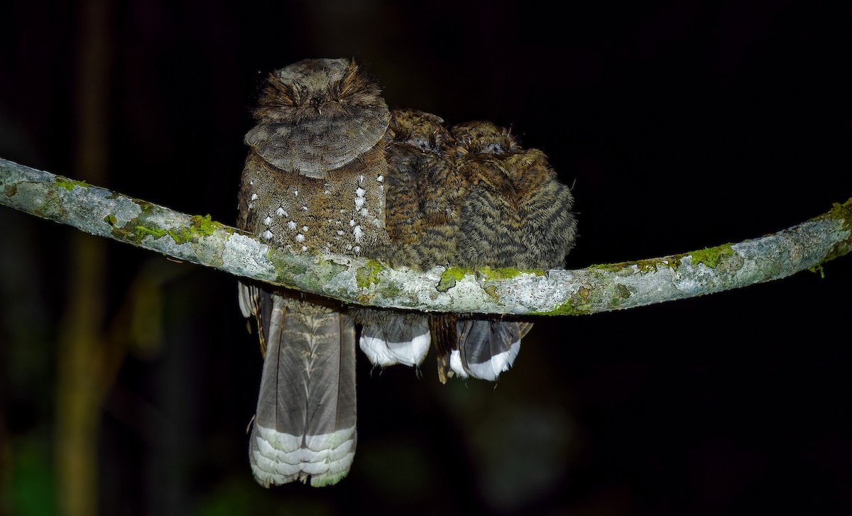 Ocellated Poorwill - ML484382411