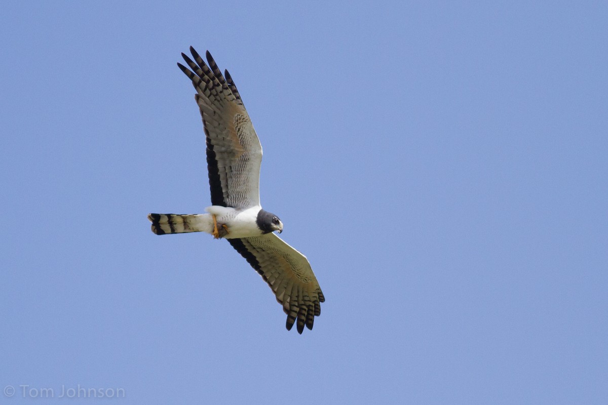 Long-winged Harrier - Tom Johnson