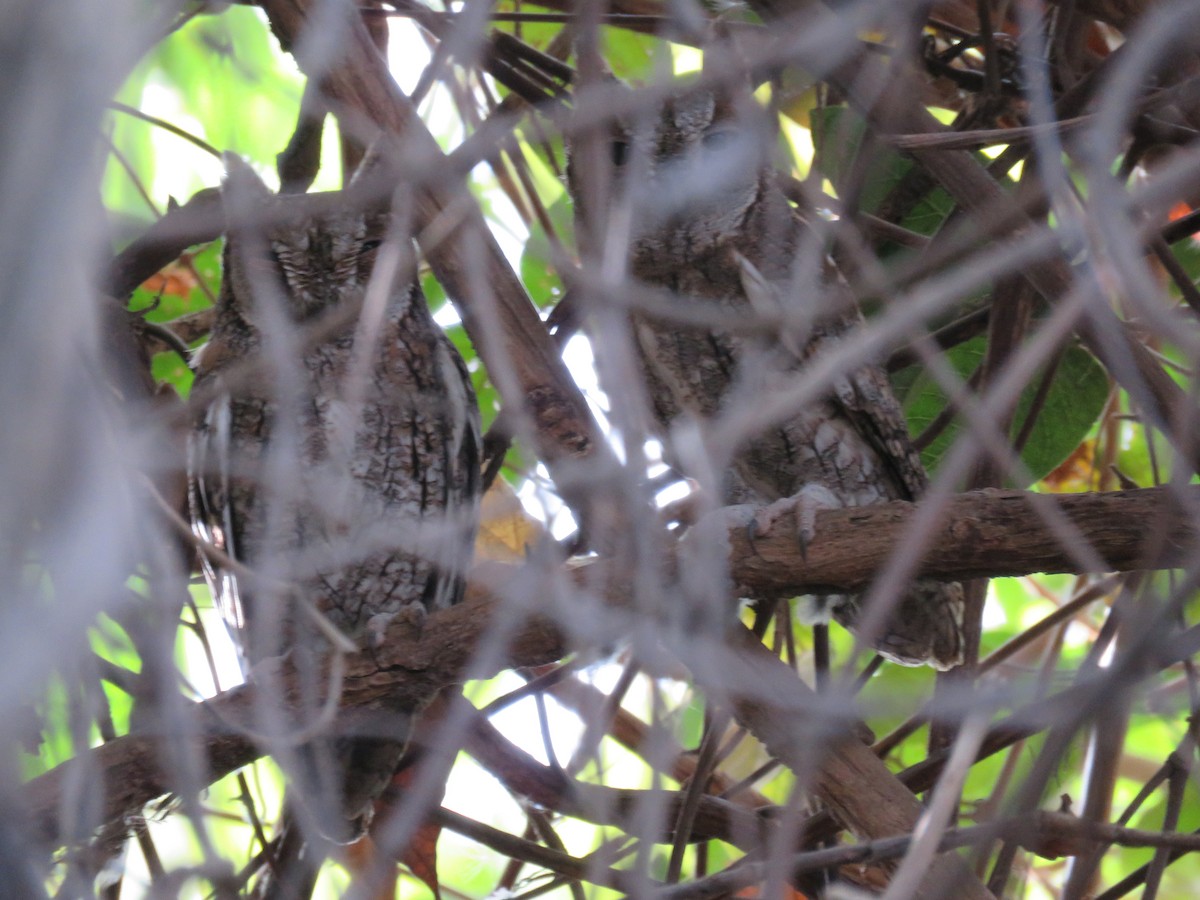 African Scops-Owl - Kai Ruske