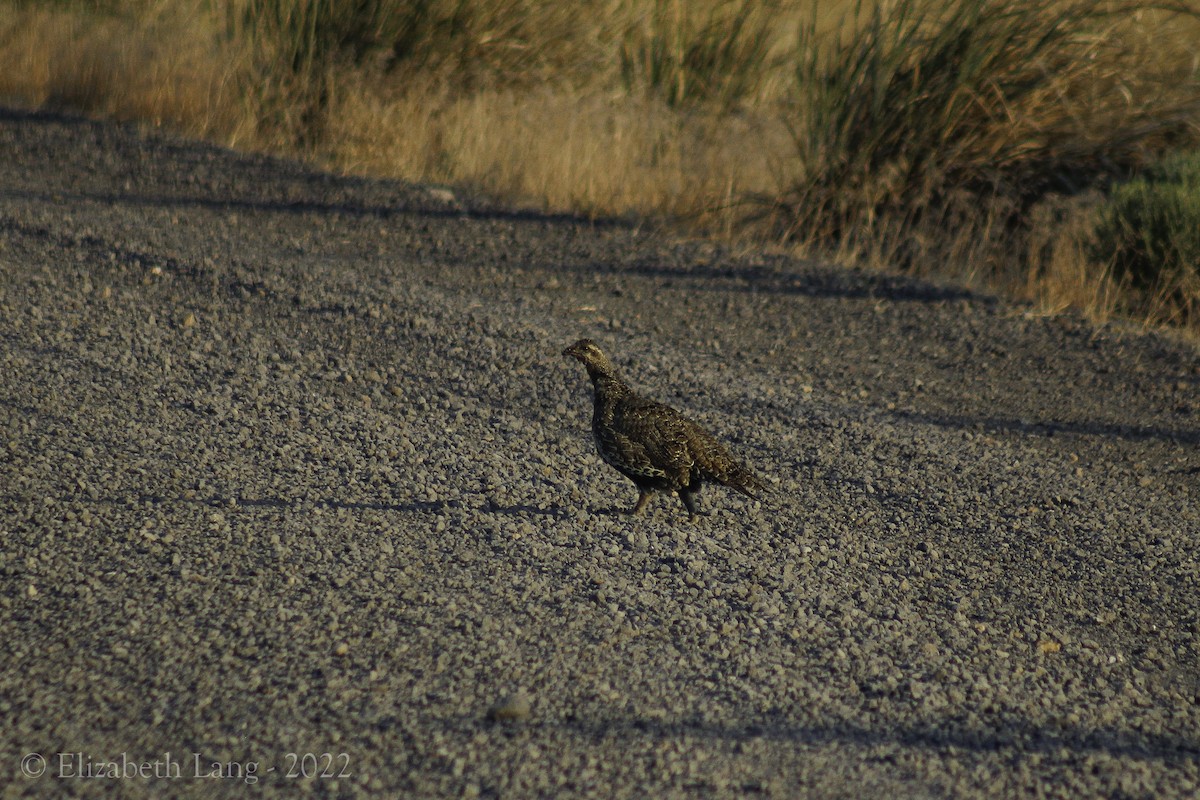 Greater Sage-Grouse - ML484399301