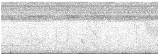 Bauchflecken-Ameisenvogel - ML484399881