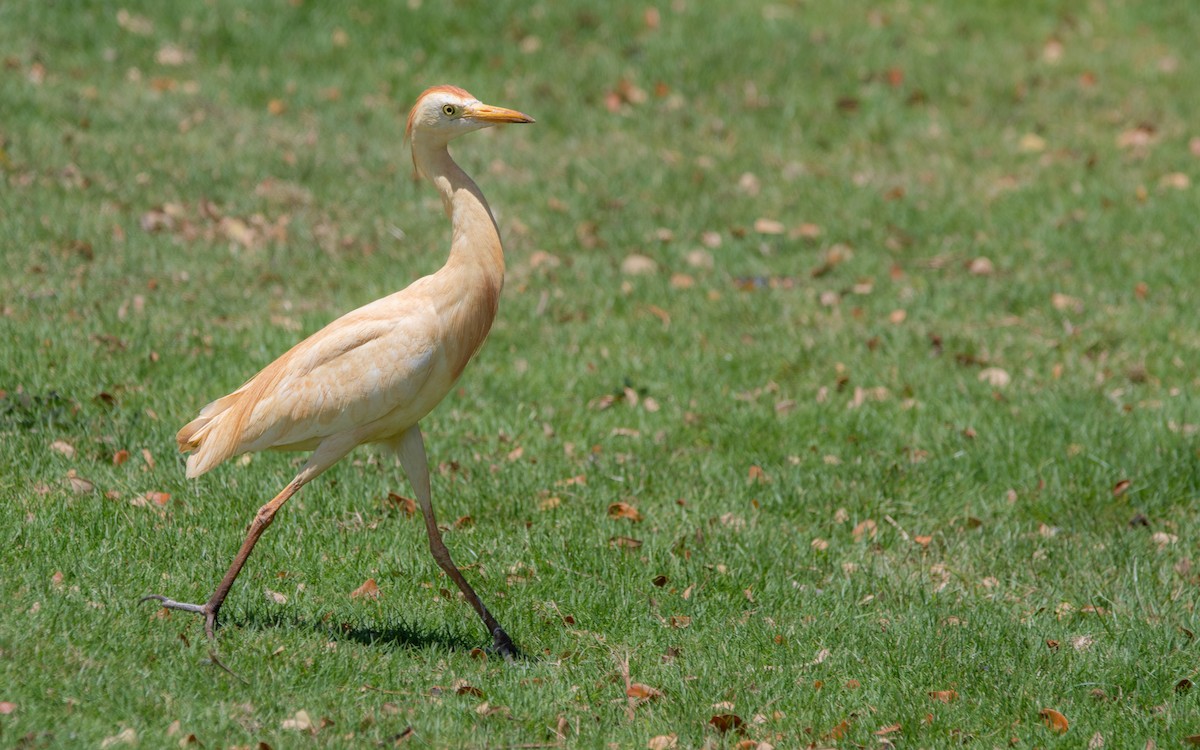 Чапля єгипетська (підвид ibis) - ML484409421