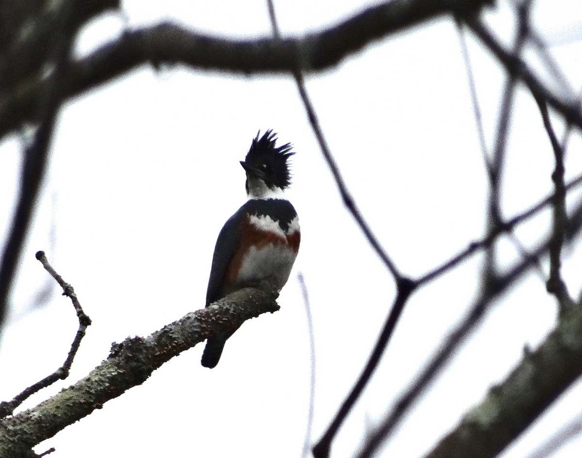 Belted Kingfisher - ML48441861