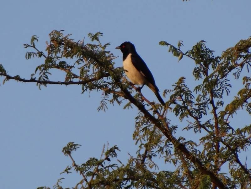 Magpie Starling - ML48442131