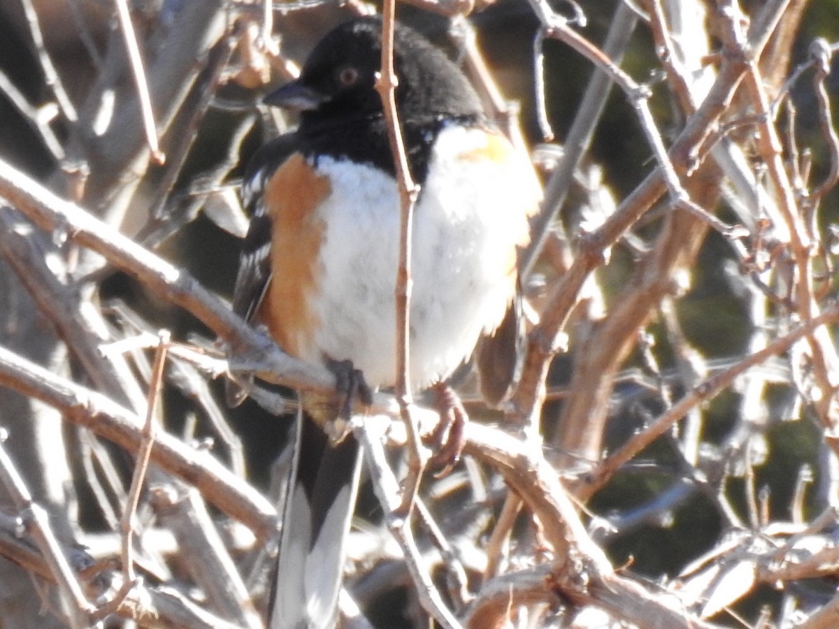 Spotted Towhee - Daron Patterson