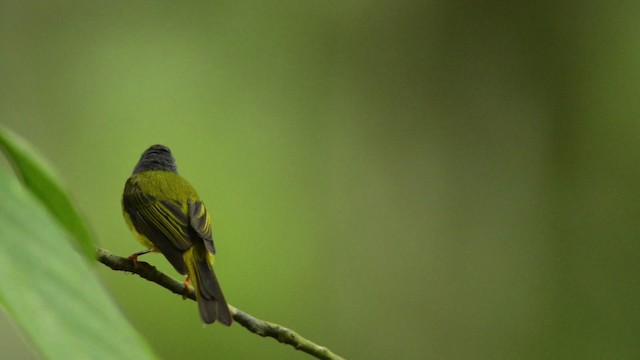 Gray-headed Canary-Flycatcher - ML484429