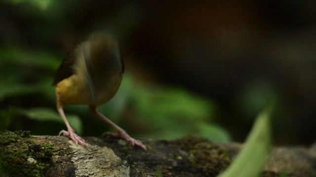Short-tailed Babbler - ML484432