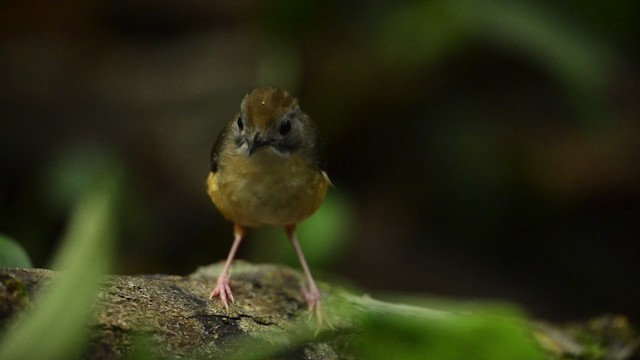 Short-tailed Babbler - ML484433