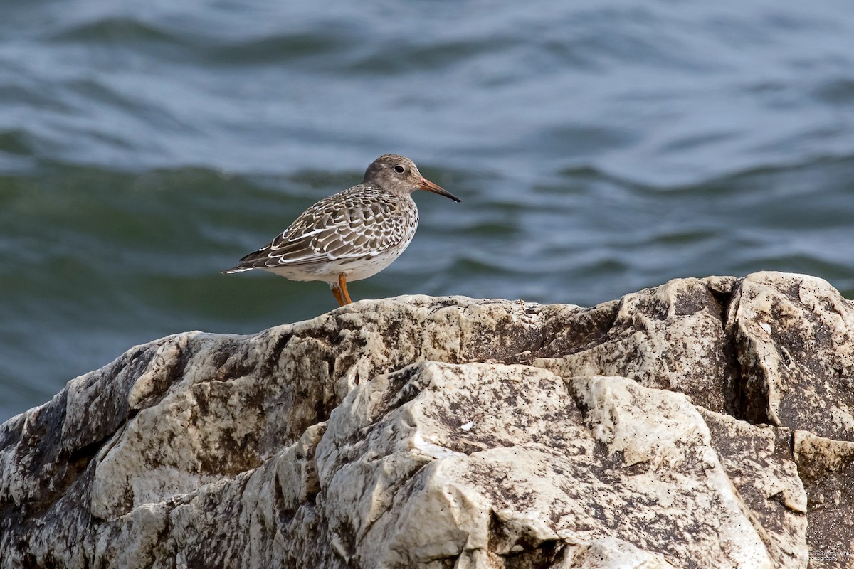 Wisconsin eBird Checklist - 15 Sep 2022 - Lakeshore SP/Harbor Island ...