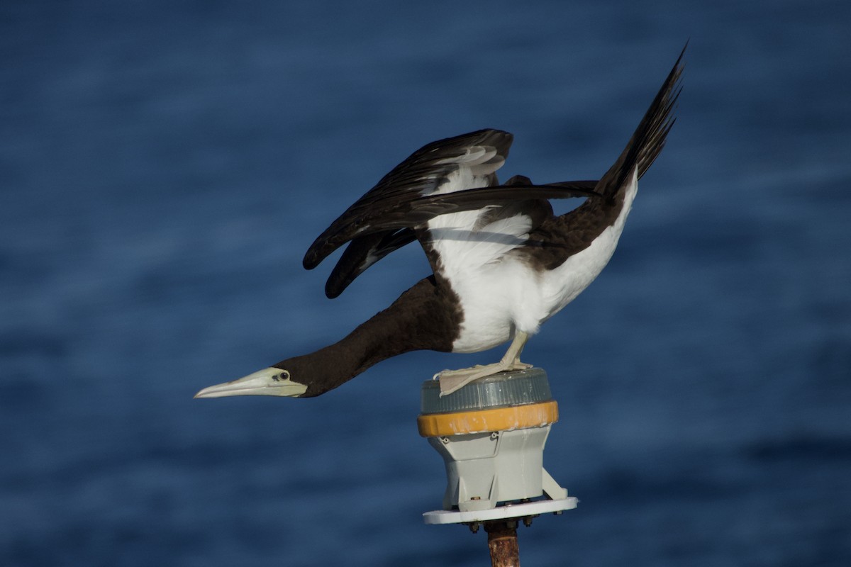 Brown Booby - ML484438491