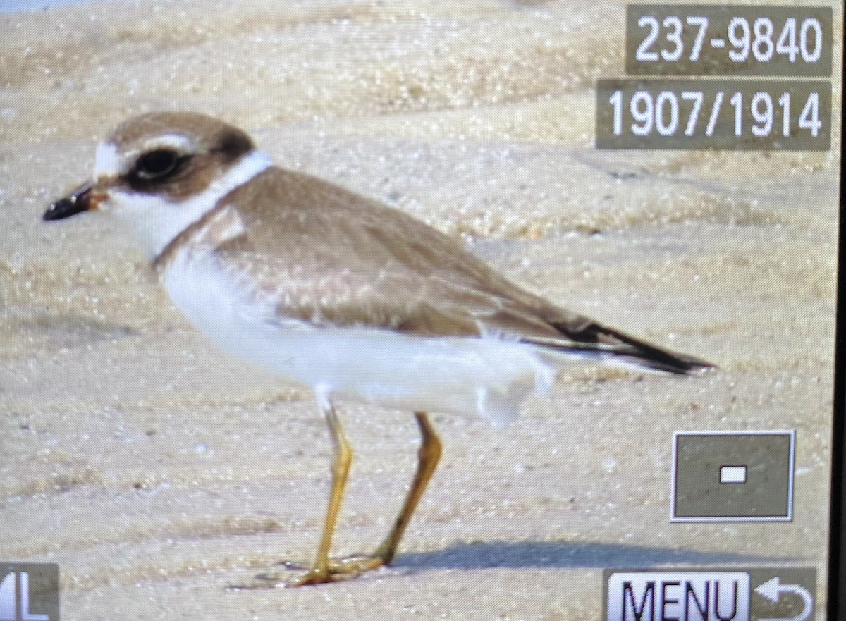 Semipalmated Plover - ML484443171