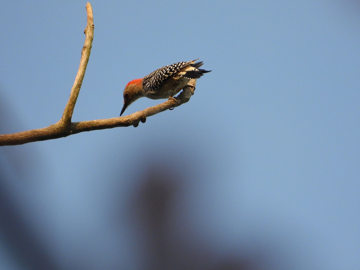 Red-bellied Woodpecker - ML484445591