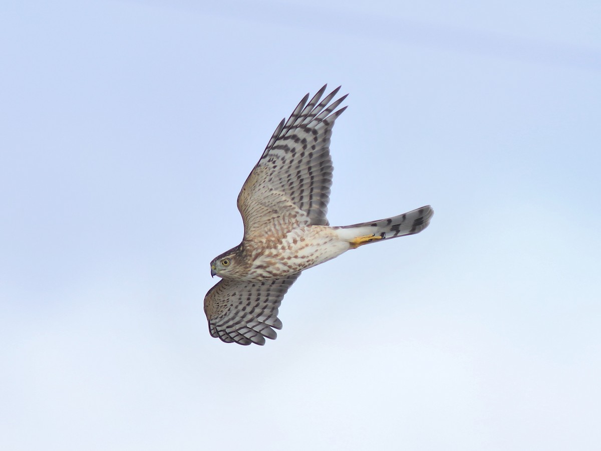 eBird Checklist - 15 Sep 2022 - Observatoire d'oiseaux de Tadoussac ...